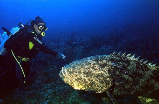 Image: Goliath grouper