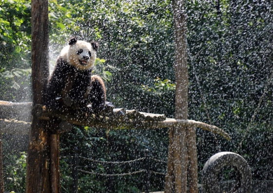 Image: Giant Pandas From Quake-Hit Area Transfered