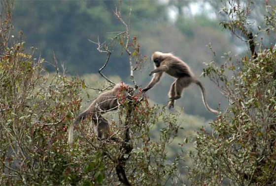The kipunji monkey is one of more than 120 species of animals found only in the Southern Highlands of Tanzania.