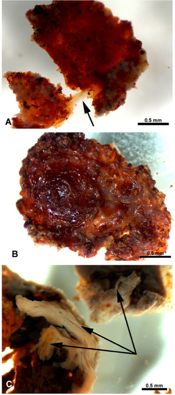 Soft tissue taken from preserved dinosaur bones may not be dinosaur protein at all, but bacteria. Photograph A shows the demineralized fragment is flexible and resilient and when stretched (arrow) returns to its original shape. Photograph B shows the demineralized bone in (A) after air drying. The overall structure and functional characteristics remain after dehydration. Photograph C shows regions of demineralized bone showing fibrous character (arrows). These characteristics are not normally seen in fossil bone.