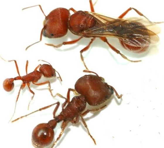 The three female castes of the Florida harvester ant, Pogonomyrmex badius include (clockwise from the top): new queen, major worker, minor worker. Credit: Adrian A.Smith.