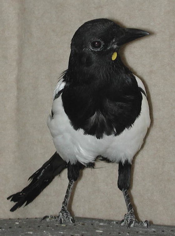 False Magpie Magpies are no bird-brains, mirror test shows