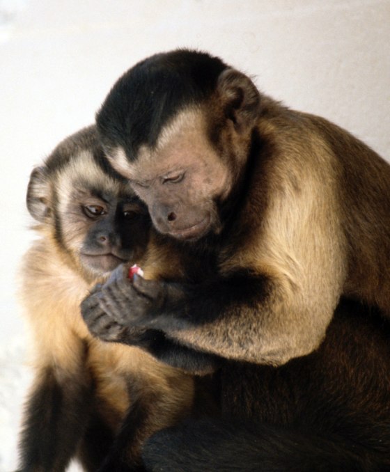 Image: Capuchin monkeys