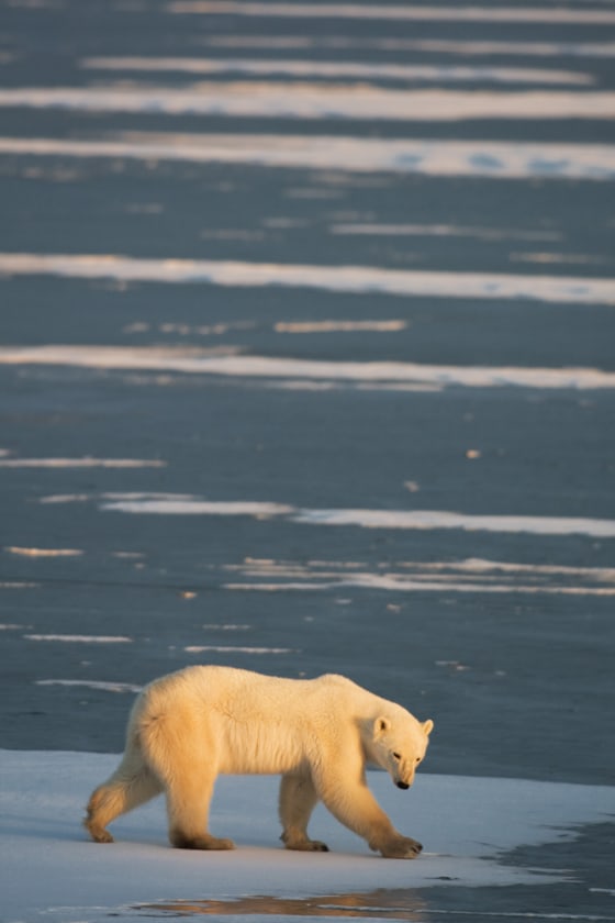 Image: A Polar Bear is seen outside Churchill, Manitoba, Canada