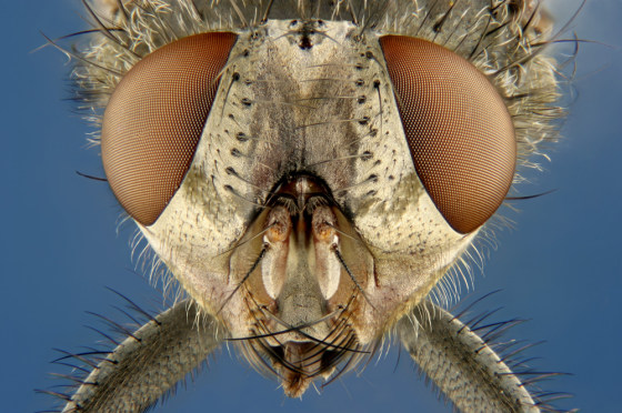 Image: Housefly