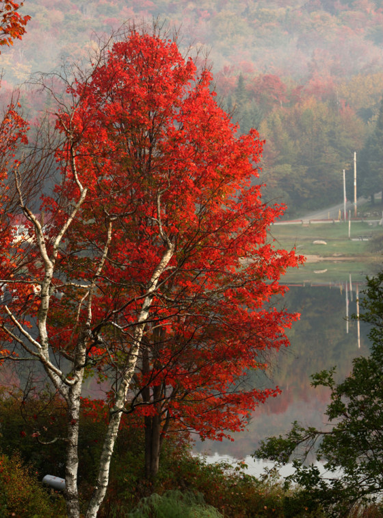 Image: Fall foliage
