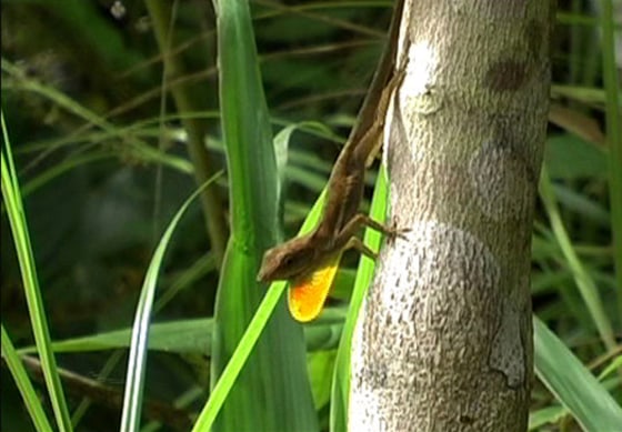 Jamaican lizards work out at dusk and dawn