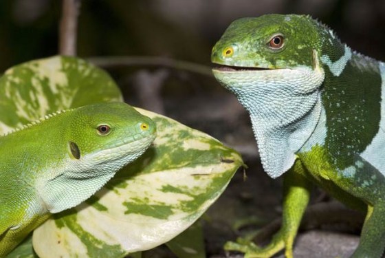 Image: New iguana species