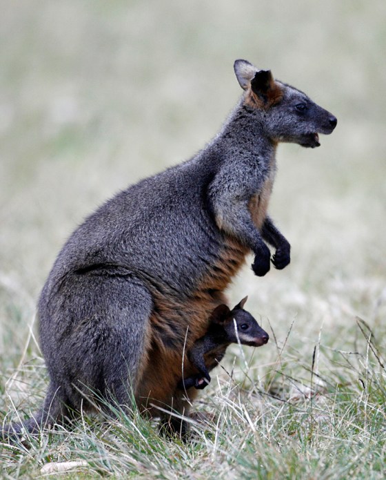 Image:Wallaby