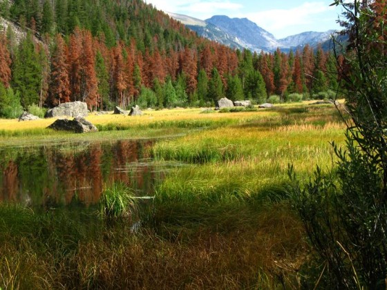 Dead, reddish-brown trees near Granby, Colo., show the effects of an attack by the pine bark beetle.