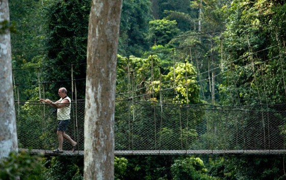 Image:A visitor walks along the canopy walk