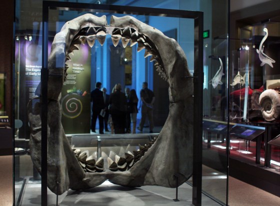 Iage: An exhibit featuring the giant Great White Shark