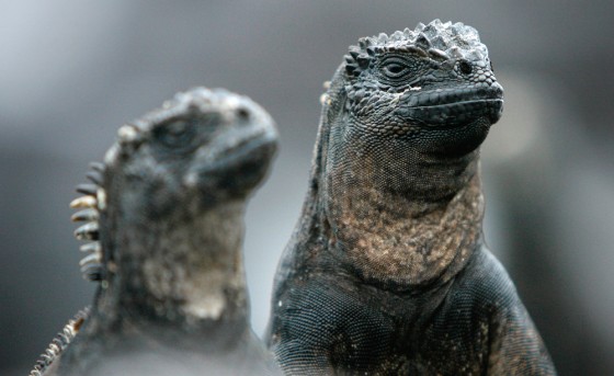 Image: Land iguanas at Galapagos National Park