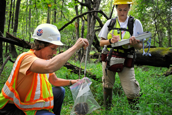 Image: Weighing turtle