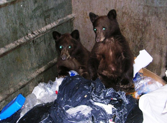 Black bear cubs 'Dumpster dive' in Nevada’s Lake Tahoe region.