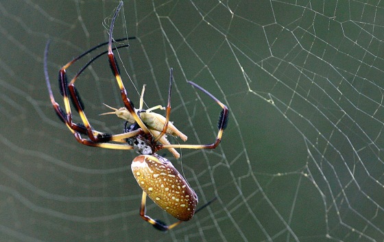 Image: Banana Spider
