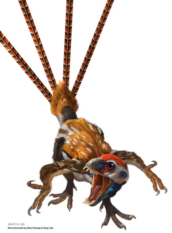 Epidexipteryx, a new feathered dinosaur from the Jurassic Period, likely used its long tail feathers for display and possibly to help with balance while creeping along tree branches. Credit: Zhao Chuang & Xing Lida.