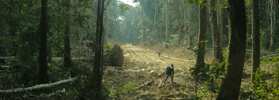New roads in Central Africa like this one are making life harder for elephants, a study found.