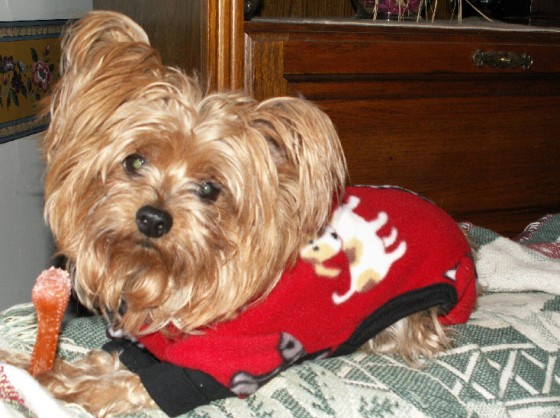 Morgan, a Yorkshire terrier,&nbsp;jumped at&nbsp;owner Pamela&nbsp;Plante's leg so incessantly that she that she finally inspected it in the mirror, and realized it was red up to her knee. She&nbsp;was diagnosed with&nbsp;an&nbsp; infection that&nbsp;had spread throughout her body and she spent a week in the hospital.