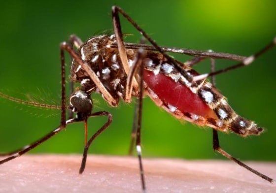 Image: mosquito