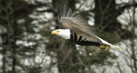 Exxon Valdez Oil Disaster 15 Years Later