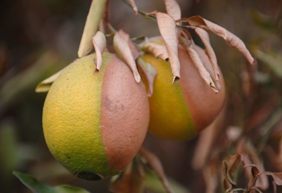 Citrus fruit shows signs of damage from a wildfire in the Fallbrook area of San Diego County