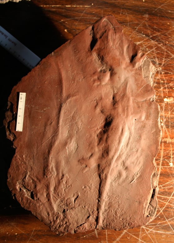 Image: ancient amphibians
