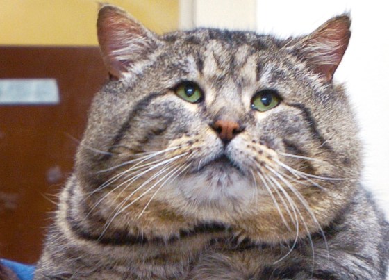 Image: Overweight cat
