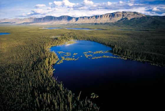 Image: Boreal Forest