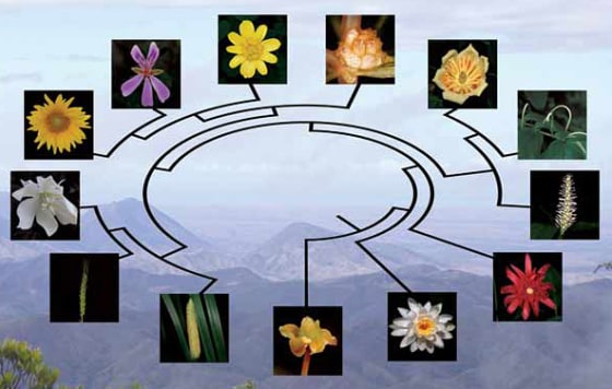 The origin of flowering plants called angiosperms has long baffled scientists, with Charles Darwin famously referring to the plant puzzler as an "abominable mystery." 