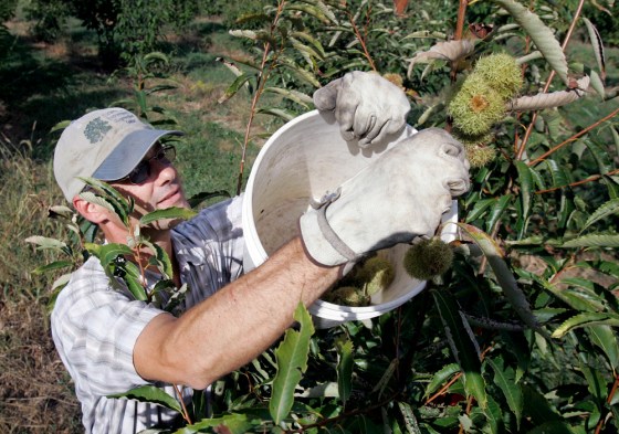 Image: Volunteer farm worker