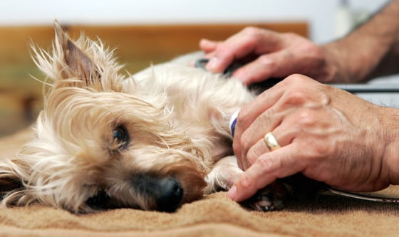 Image: Dr. Pedro Cisneros examines Pebbles, a 7-year-old Yorkshire terrier who is battling kidney failure after eating dog food that was later recalled
