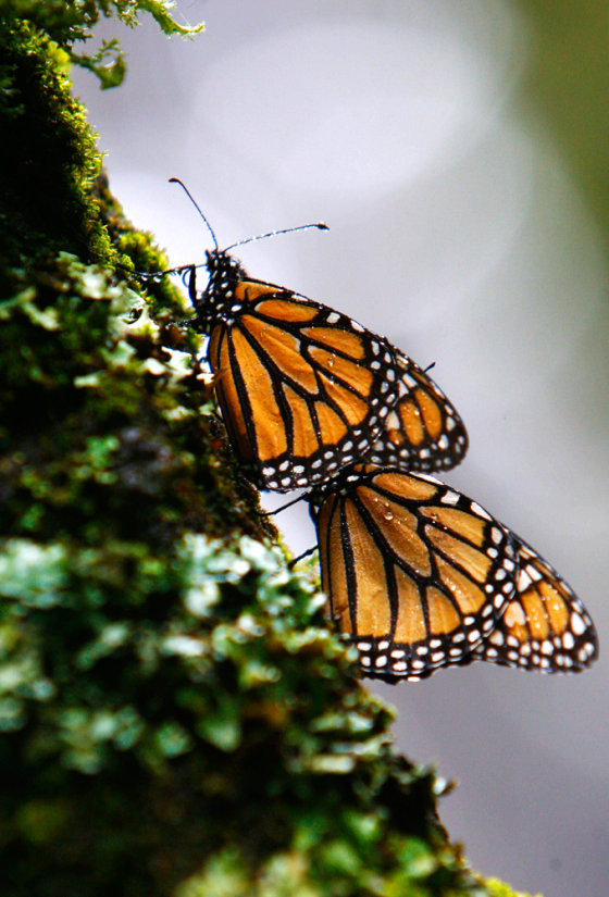 Monarch butterflies are seen on a tree at the Monarch Butterfly Biosphere Reserve in the central Mexican town of Cerro Prieto.