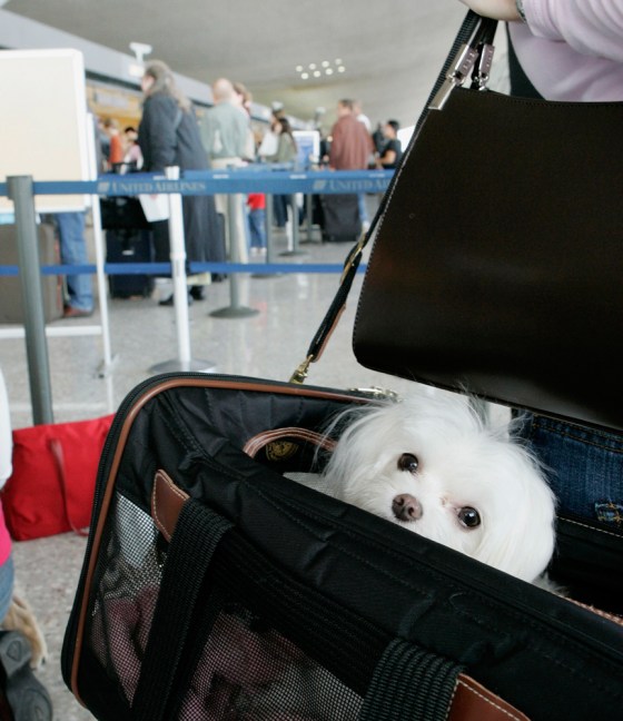 Image: A dog stands in line before flying to Indianapolis at Dulles International Airport
