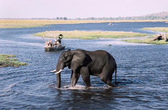 Tourists snap photos of an elephant crossing the Chobe River, near Kasane, Botswana. With the , you get round-trip airfare, nine nights' lodging, most meals, and a safari exploring the amazing Okavango Delta, Chobe National Park in Botswana, and Victoria Falls in Zambia.