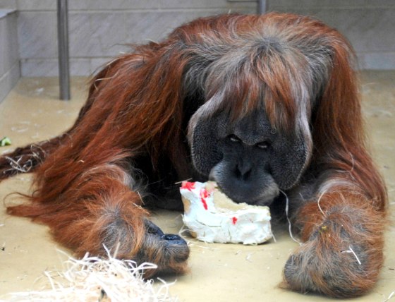 Image: Orangutan Charly eats his birthday-cake at the zoo in Frankfurt, Germany