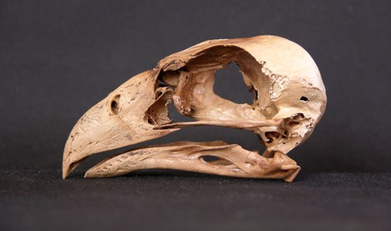 Image: Caracara