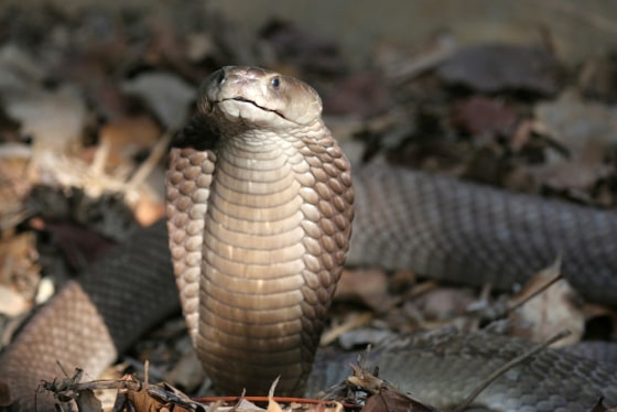 Image: The Naja Ashei, a new species of spitting cobra in Kenya.