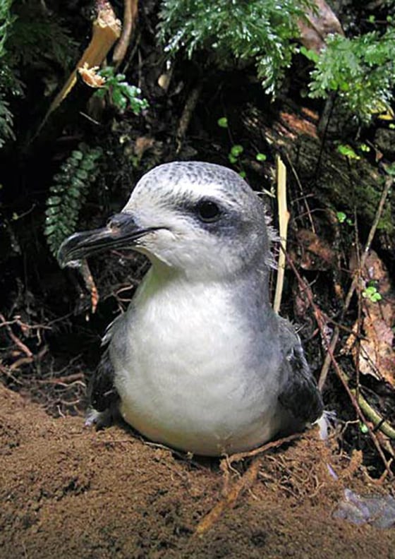 Image: Cooks Petrel