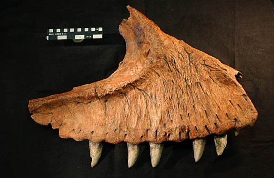 Image: Dinosaur jaw