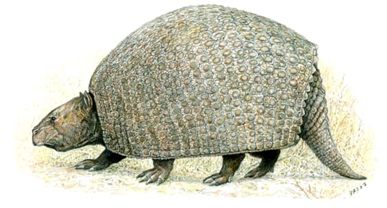 Artist’s reconstruction of the primitive armadillo relative, P. septentrionalis, which likely weighed 200 pounds.