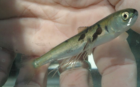 Image: Young pink salmon with sealice infestation.