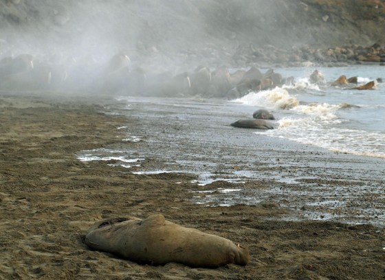 A dead walrus is evidence of a stampede last March on Russia's Cape Vankarem. Such stampedes are not uncommon, but shrinking sea ice forced even more onto crowded beaches than usual last fall, and some 3,000 walruses were trampled to death.