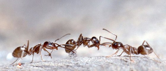 Image: Argentine ants fighting