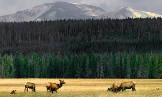Image: Yellowstone National Park