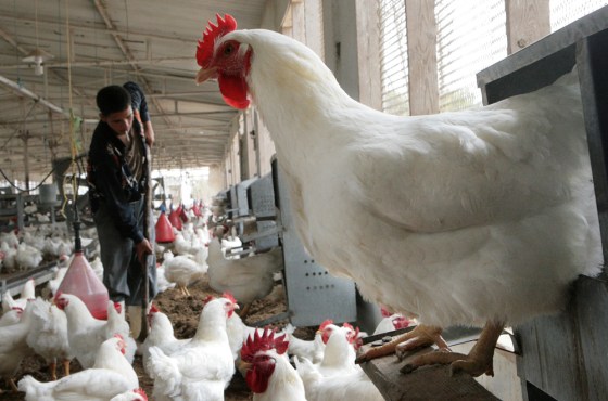 Image: Egyptian worker cleaning a chicken farm