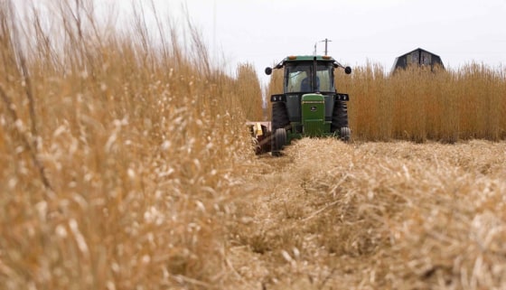 Image: Miscanthus grass is harvested
