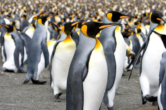 South Georgia's great distance from anywhere has helped the island's wildlife populations maintain historical levels.