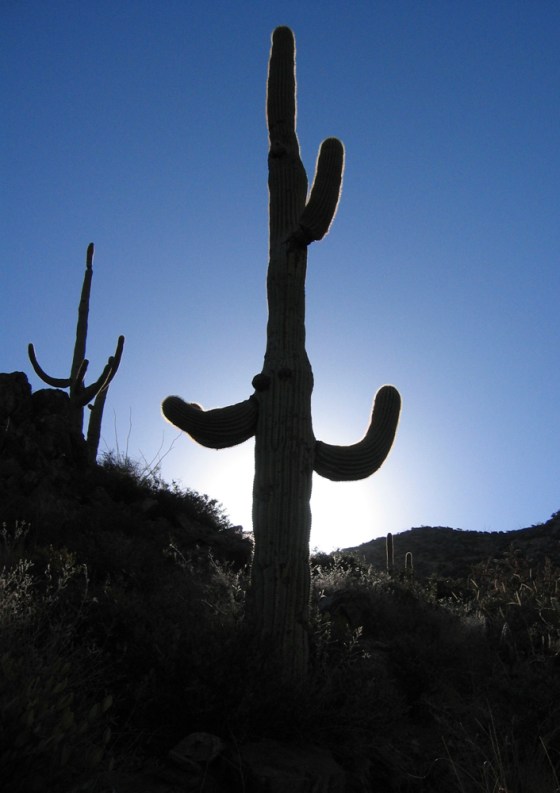 Image: Saguaro National Park, near Tucson, Ariz.