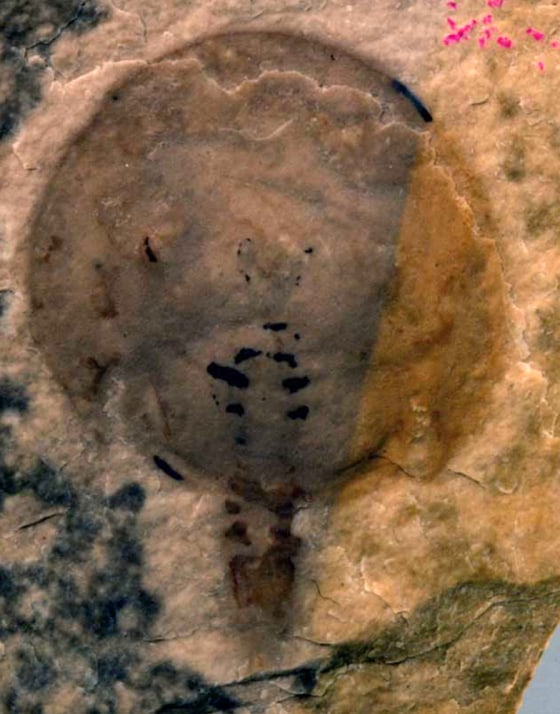 Oldest horseshoe crab fossil discovered